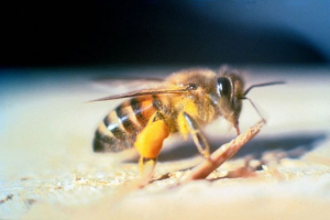 Африканська бджола