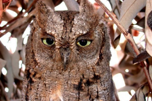 Африканська савка