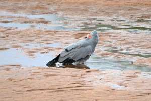 Африканський lune hawk Африканський lune hawk