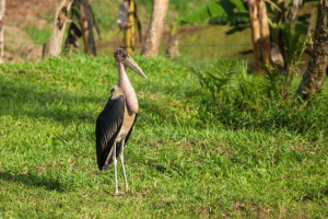 Африканський марабу Африканський марабу