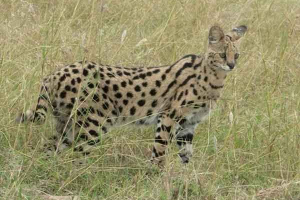 Африканська сервісна або чагарник Африканська сервісна або чагарник