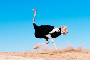 Африканський страус Африканський страус