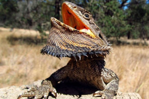 Агама Агама