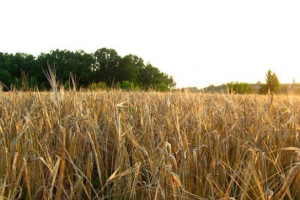 Агроценоз Агроценоз