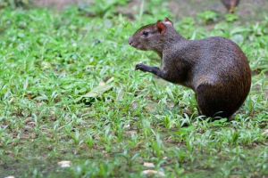 Агуті: південноамериканський візит Агуті: південноамериканський візит