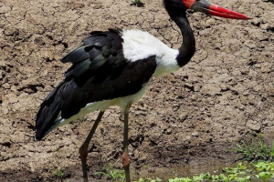 Ледар. Еволюція лелек. Походження лелек Ледар. Еволюція лелек. Походження лелек