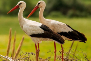 Ледар Ледар