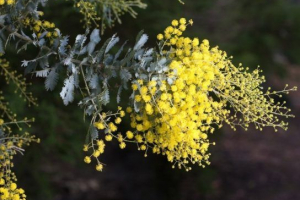 Акація срібла Акація срібла