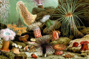 Actius - корали, медузи або морські квіти? Actius - корали, медузи або морські квіти?