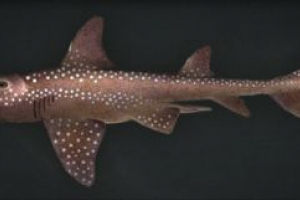 Акули - вигляд та опис Акули - вигляд та опис