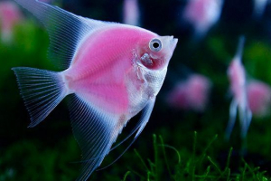 Акваріумна риба в мрії - що мріяти? Акваріумна риба в мрії - що мріяти?