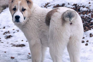 Алабай - собака з неймовірною історією Алабай - собака з неймовірною історією
