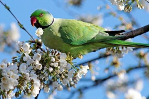 Олександрійський папуга. Опис, особливості, види, ціна та догляд за птахом Олександрійський папуга. Опис, особливості, види, ціна та догляд за птахом
