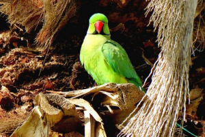 Олександрійський папуга Олександрійський папуга