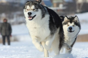 Аляскин маламут - переплетення