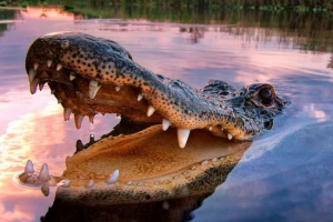 Алігатор Алігатор