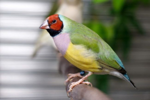 Амадін Амадін