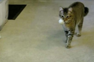 Американський винайшов мисливський симулятор для його кішки Американський винайшов мисливський симулятор для його кішки