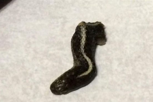 Американець знайшов змію в банку з консервованою їжею Американець знайшов змію в банку з консервованою їжею