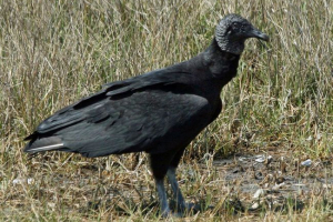 Американський чорний каталог Американський чорний каталог