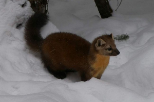 Американська пробка - пухнаста долина