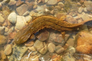 Американський гігантський саламандри або хідні Американський гігантський саламандри або хідні