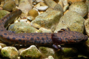 Американські білки: їх види та особливості існування Американські білки: їх види та особливості існування