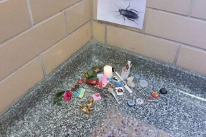 Американські студенти урочисто поховали таргани Американські студенти урочисто поховали таргани