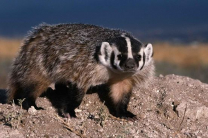 Американський барсук Американський барсук