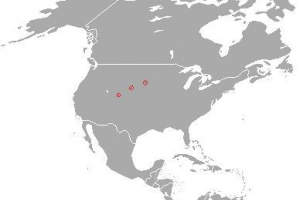 Американський або чорноногий чор Американський або чорноногий чор