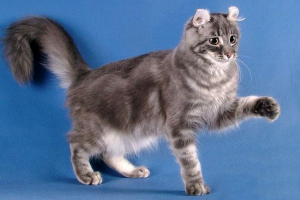 Американський кучер - рідкісна котяча порода Американський кучер - рідкісна котяча порода