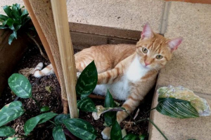 Американський мандрівник Американський мандрівник