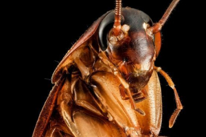 Американський тарган Американський тарган