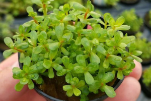 Ammania bonsai Ammania bonsai