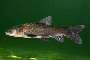 Amur чорний Amur чорний