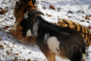 Амур і тимур стали зірками instagram Амур і тимур стали зірками instagram