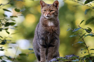 Amur лісова ліжечка Amur лісова ліжечка