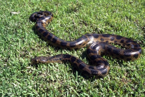 Anaconda dehauensen, вона є темною анакондою Anaconda dehauensen, вона є темною анакондою