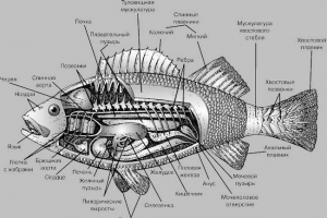 Анатомія риби Анатомія риби