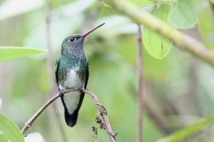 Andean amazily - hummingbirds з смарагдом ігристого коміра Andean amazily - hummingbirds з смарагдом ігристого коміра