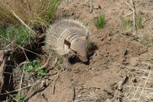 Andean hairy armor: фото, цікава інформація Andean hairy armor: фото, цікава інформація