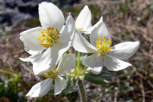 Анемонт пермський Анемонт пермський