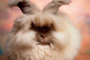 Ангора кролик - пухнастий шматок Ангора кролик - пухнастий шматок