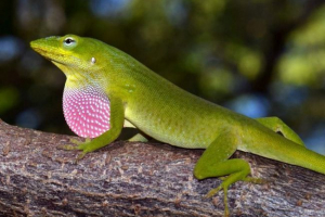 Аналіз - яскраві та активні ігуани Аналіз - яскраві та активні ігуани