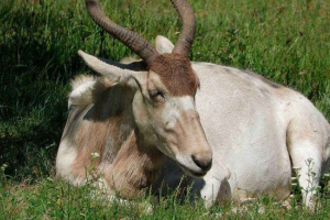 Antelope mendez, або addax - тварина пристосована до життя в пустелі сахара Antelope mendez, або addax - тварина пристосована до життя в пустелі сахара