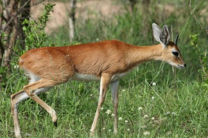 Антилоп орбі Антилоп орбі