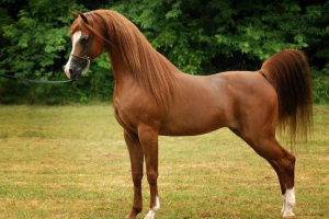 Арабські коні. Вміст чистокровних коней Арабські коні. Вміст чистокровних коней