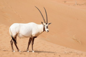 Аравійський орікс Аравійський орікс