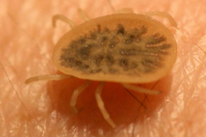 Argasovy кліщі - небезпечні паразити Argasovy кліщі - небезпечні паразити