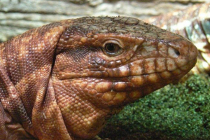 Аргентинський червоний тапуск або тупінамбіс Аргентинський червоний тапуск або тупінамбіс